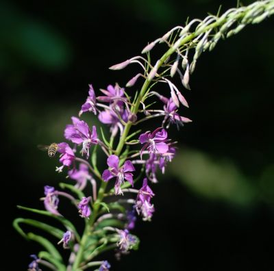 Klikněte pro zobrazení původního (velkého) obrázku