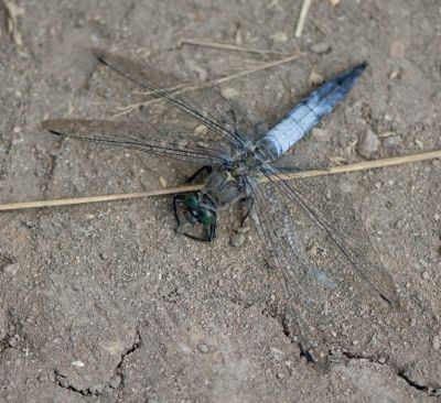 Klikněte pro zobrazení původního (velkého) obrázku